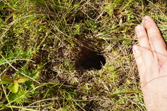 Spermophilus citellus