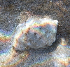 Stramonita haemastoma