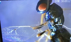 Pteromalidae