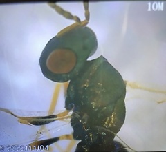 Pteromalidae