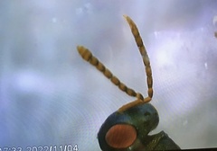 Pteromalidae