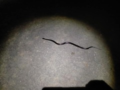 Cryptophis nigrescens