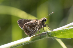 Vehilius stictomenes