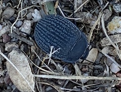 Eusattus reticulatus