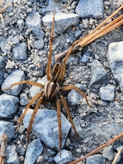 Rabidosa