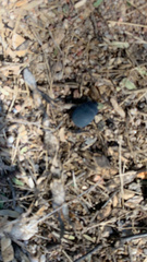 Eusattus reticulatus