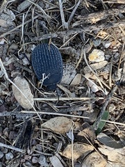 Eusattus reticulatus