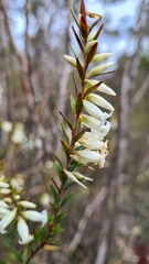 Epacris obtusifolia