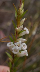 Epacris obtusifolia