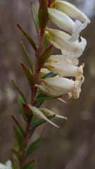 Epacris obtusifolia