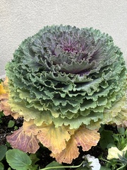 Brassica oleracea acephala