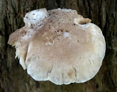Pleurotus dryinus