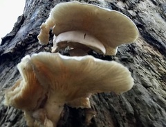 Pleurotus dryinus