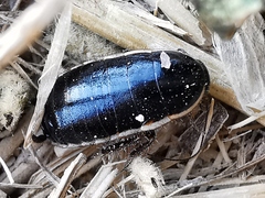 Loboptera decipiens