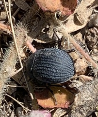 Eusattus reticulatus