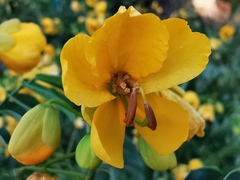 Senna corymbosa