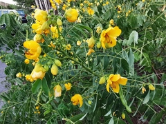 Senna corymbosa