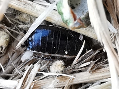 Loboptera decipiens