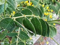 Senna corymbosa