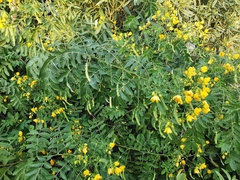 Senna corymbosa