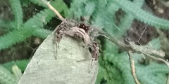 Portia labiata