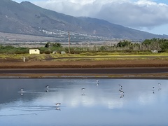 Himantopus mexicanus knudseni