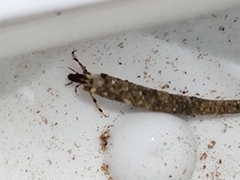 Triplectidinae
