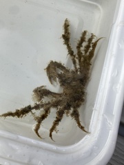 Pyromaia tuberculata