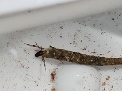 Triplectidinae