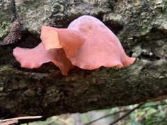 Auricularia fuscosuccinea