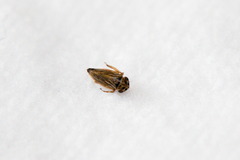 Agalliina