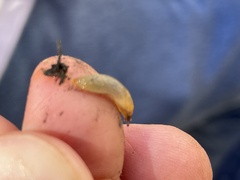 Arion intermedius