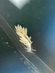 Trinchesia albocrusta