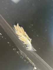 Trinchesia albocrusta