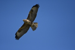 Buteo buteo