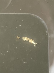 Trinchesia albocrusta