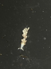 Trinchesia albocrusta