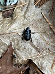Geotrupes balyi