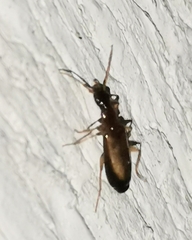 Dromiusina