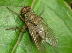 Muscidae