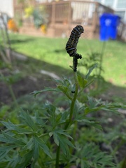 Papilio polyxenes