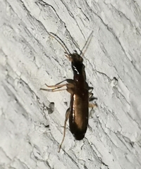 Dromiusina