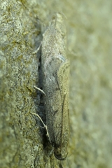 Phaeosaces apocrypta