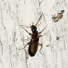 Dromiusina