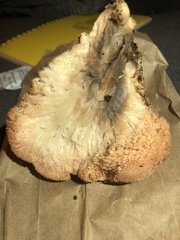 Hericium erinaceus