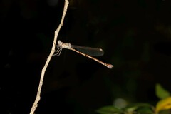 Indolestes tenuissimus