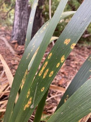 Puccinia iridis