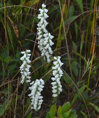 Spiranthes bightensis