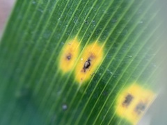 Puccinia iridis