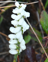 Spiranthes bightensis